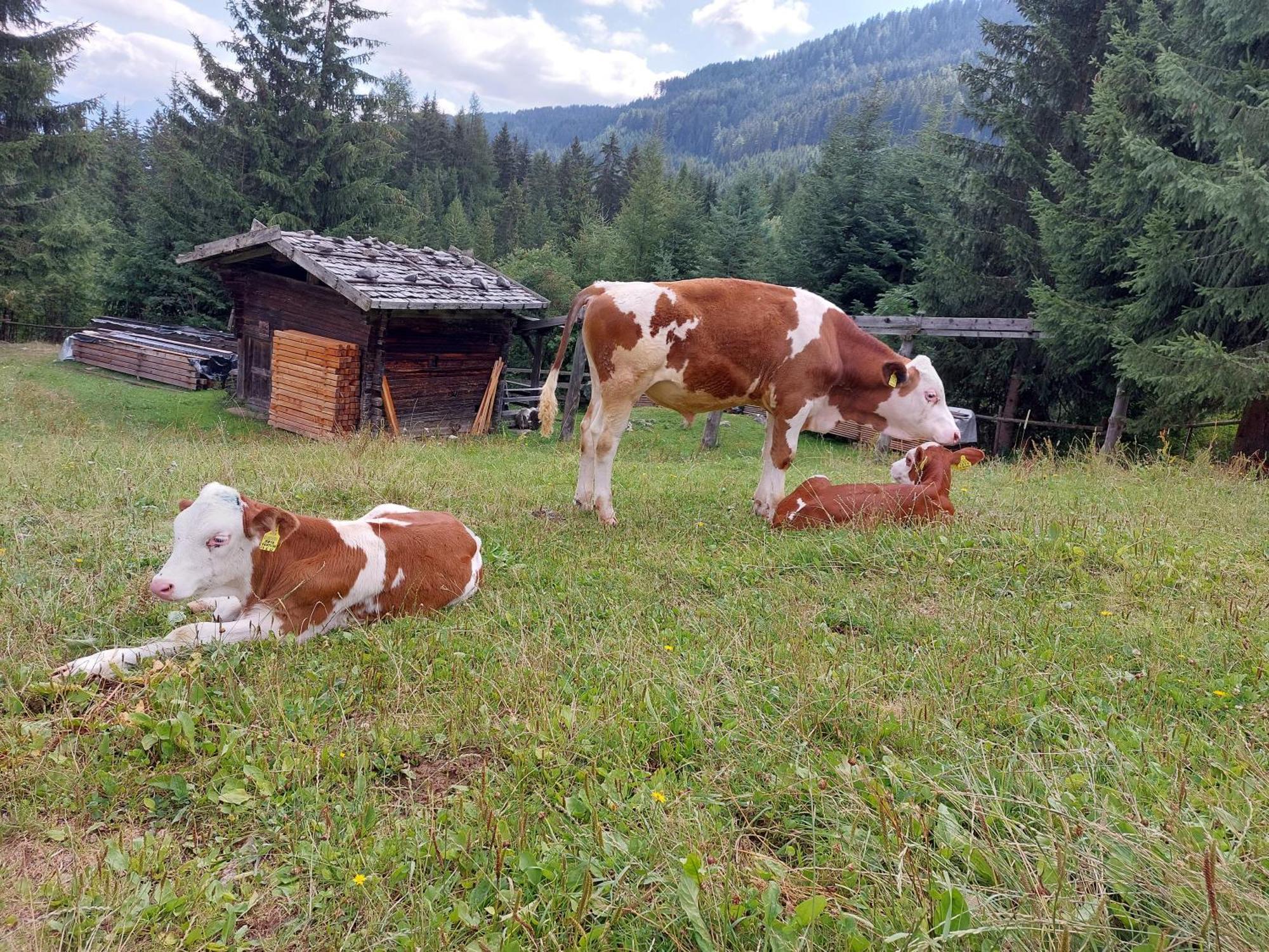 Blosegghof Bergchalets Waldblick Racines Zewnętrze zdjęcie